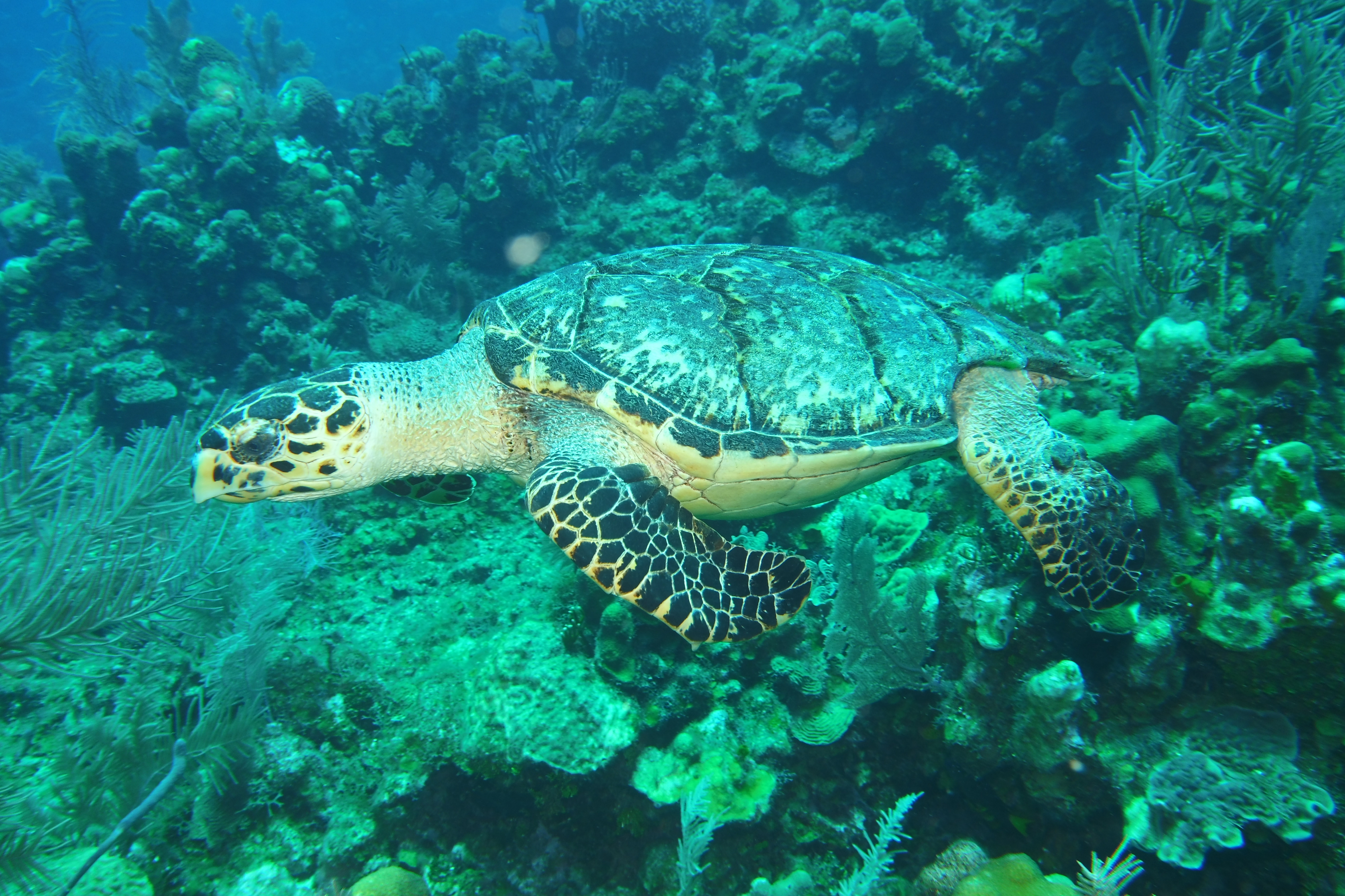 The Diving